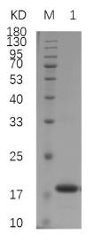 SDS-PAGE (SP1-113H).jpg